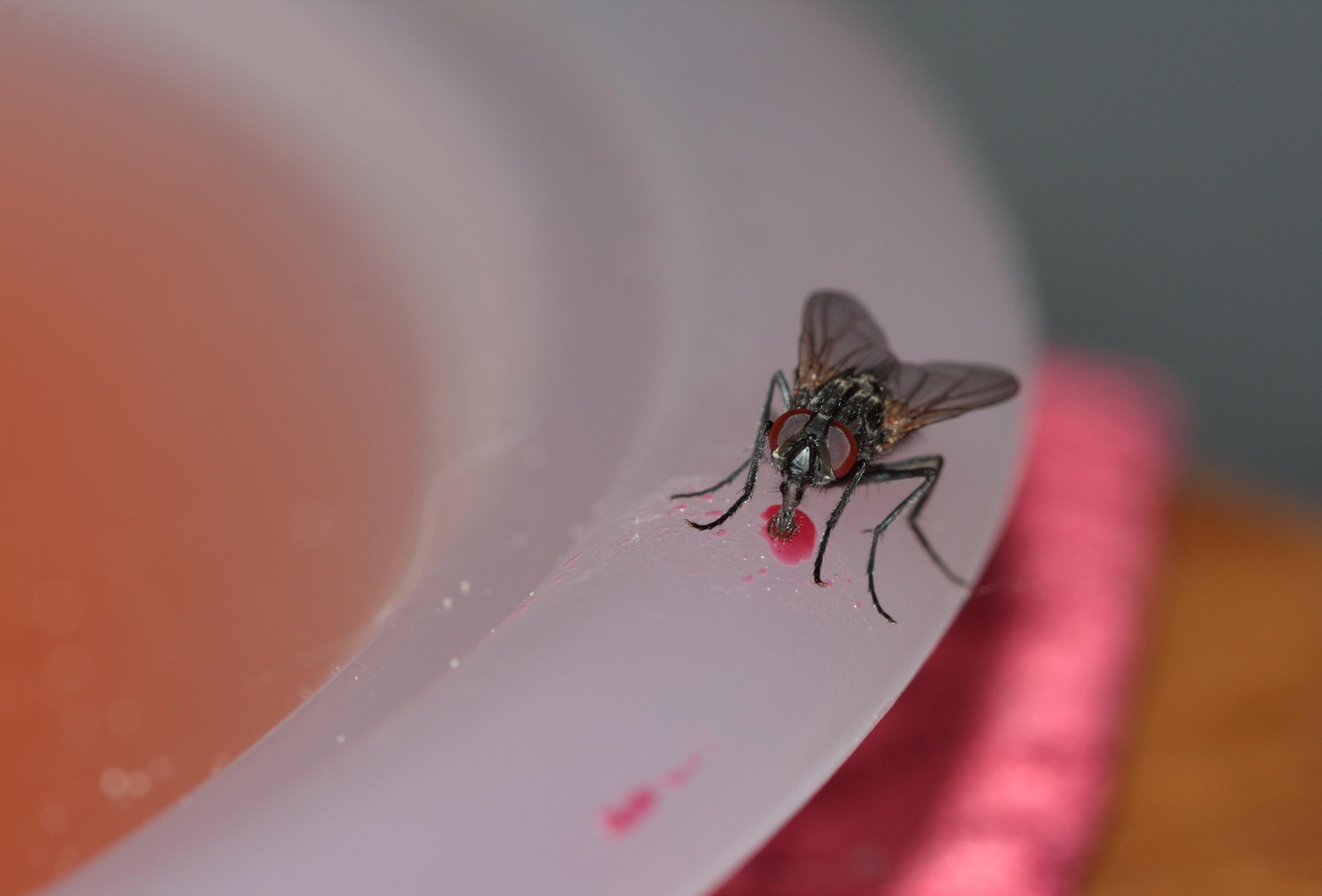 Mouche commune sur de la nourriture