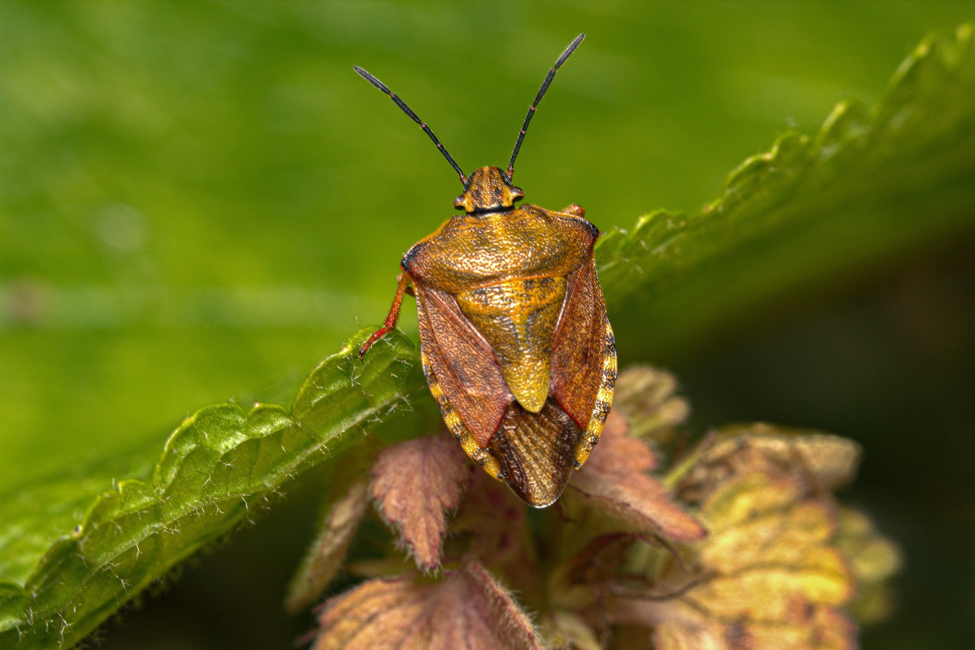 Punaise sur une feuille